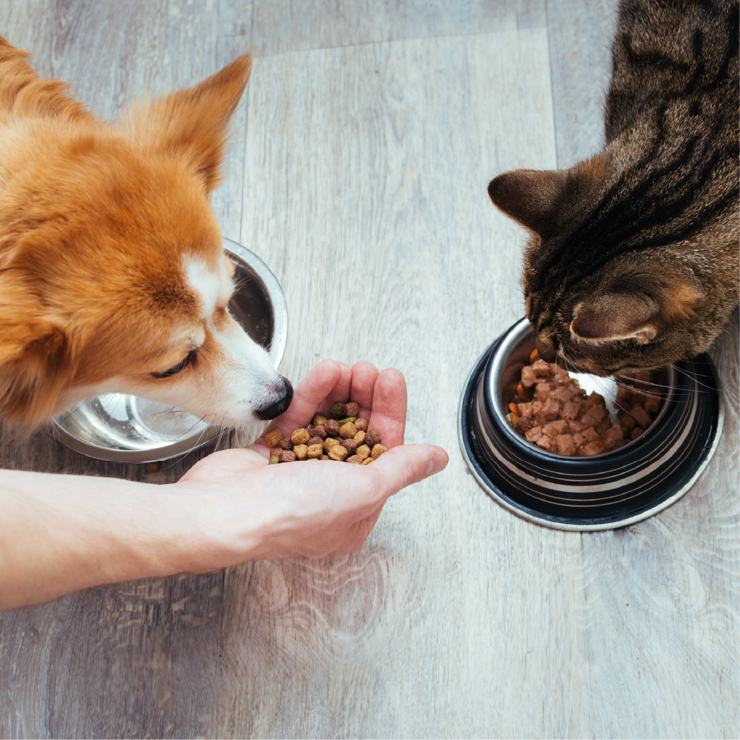 Nutrición Animal