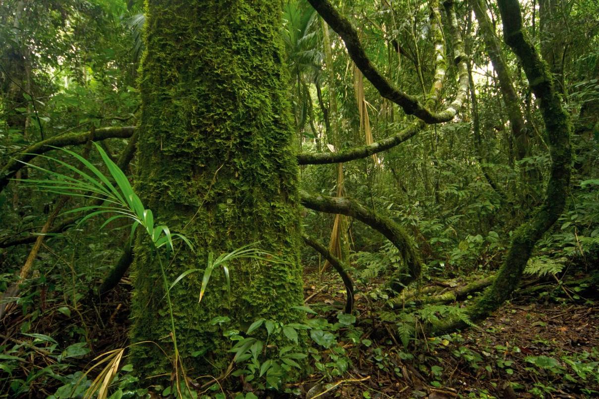 Preservamos áreas naturales para Vivir Mejor